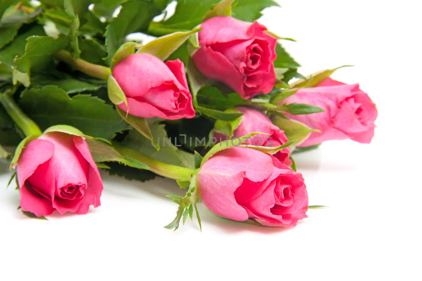 Bouquet of pink roses in closeup over white background