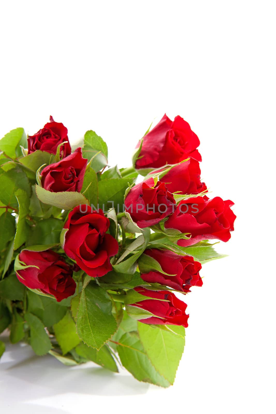 Bouquet of red roses in closeup over white background 
