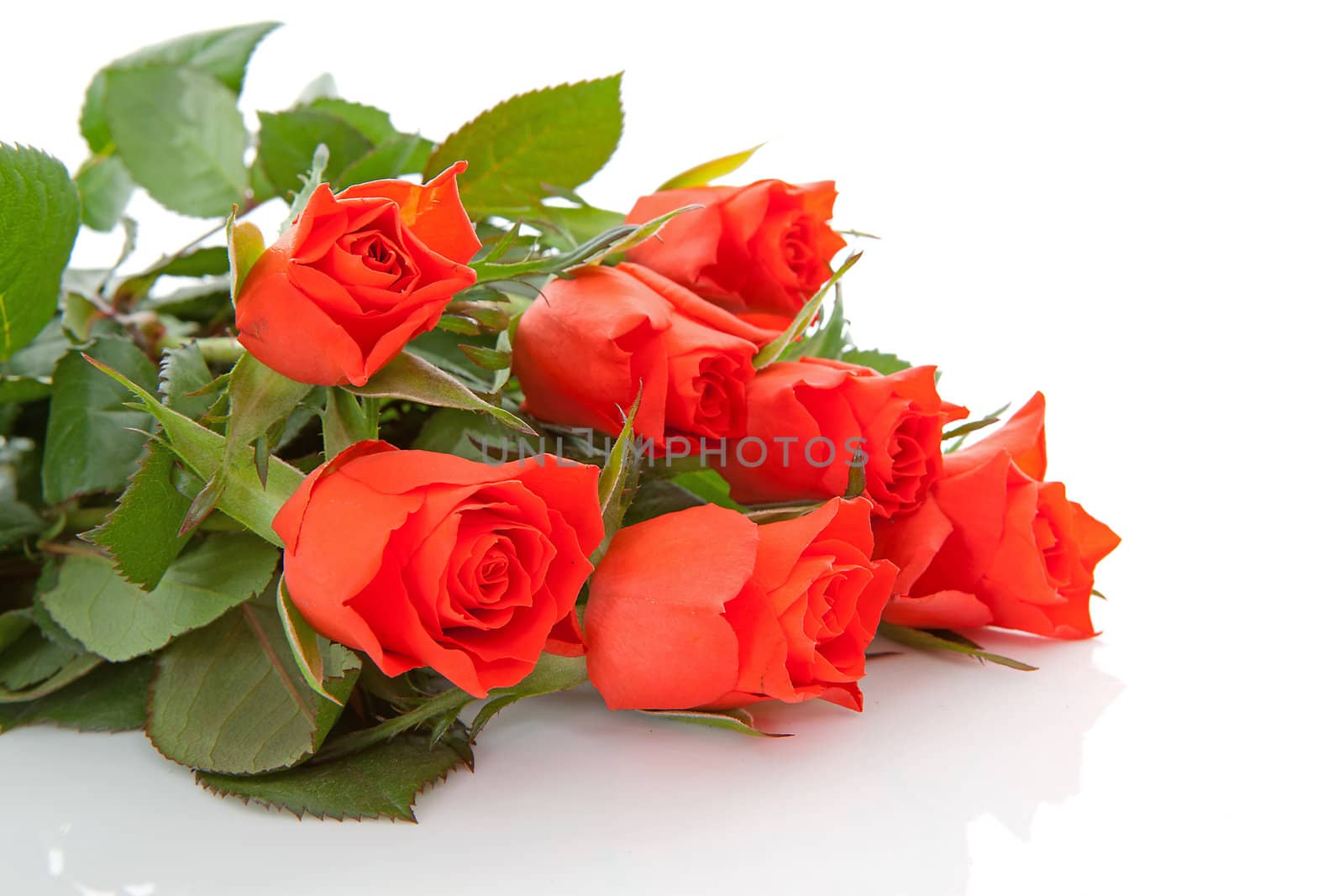 Bouquet of red roses in closeup over white background