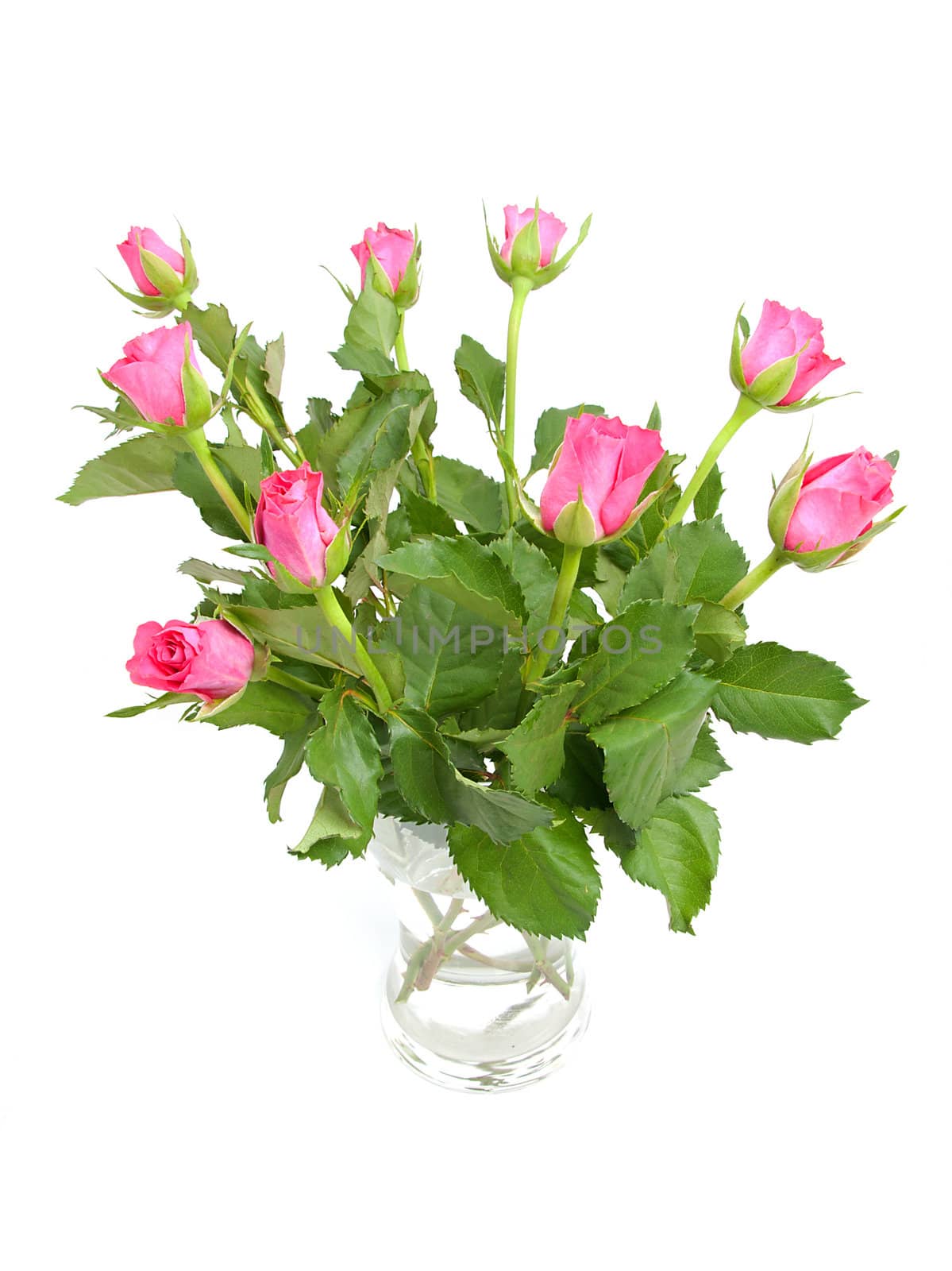 Bouquet of pink roses in vase over white background