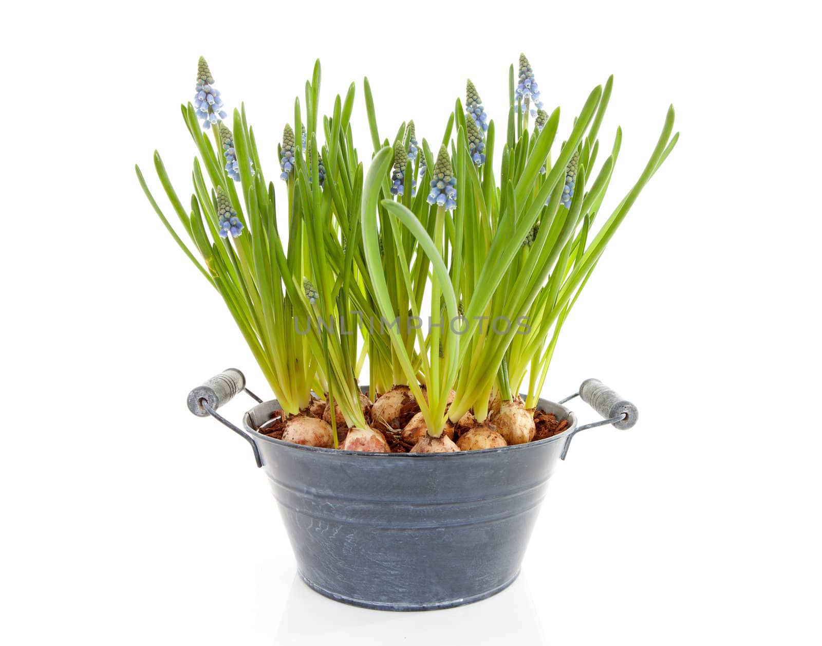 Muscari botryoides flowers also known as blue grape hyacinth isolated on white background 
