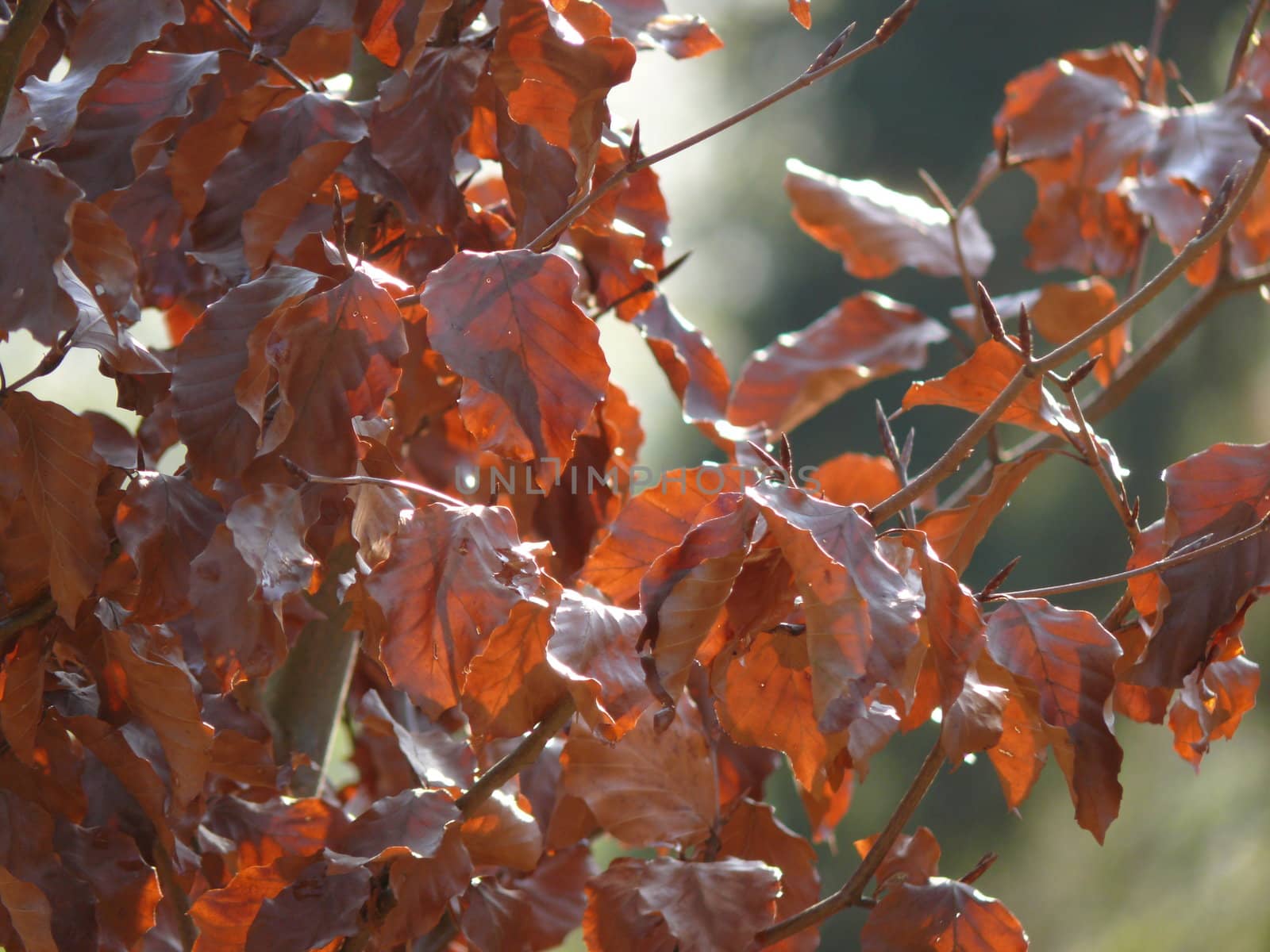 red leafs