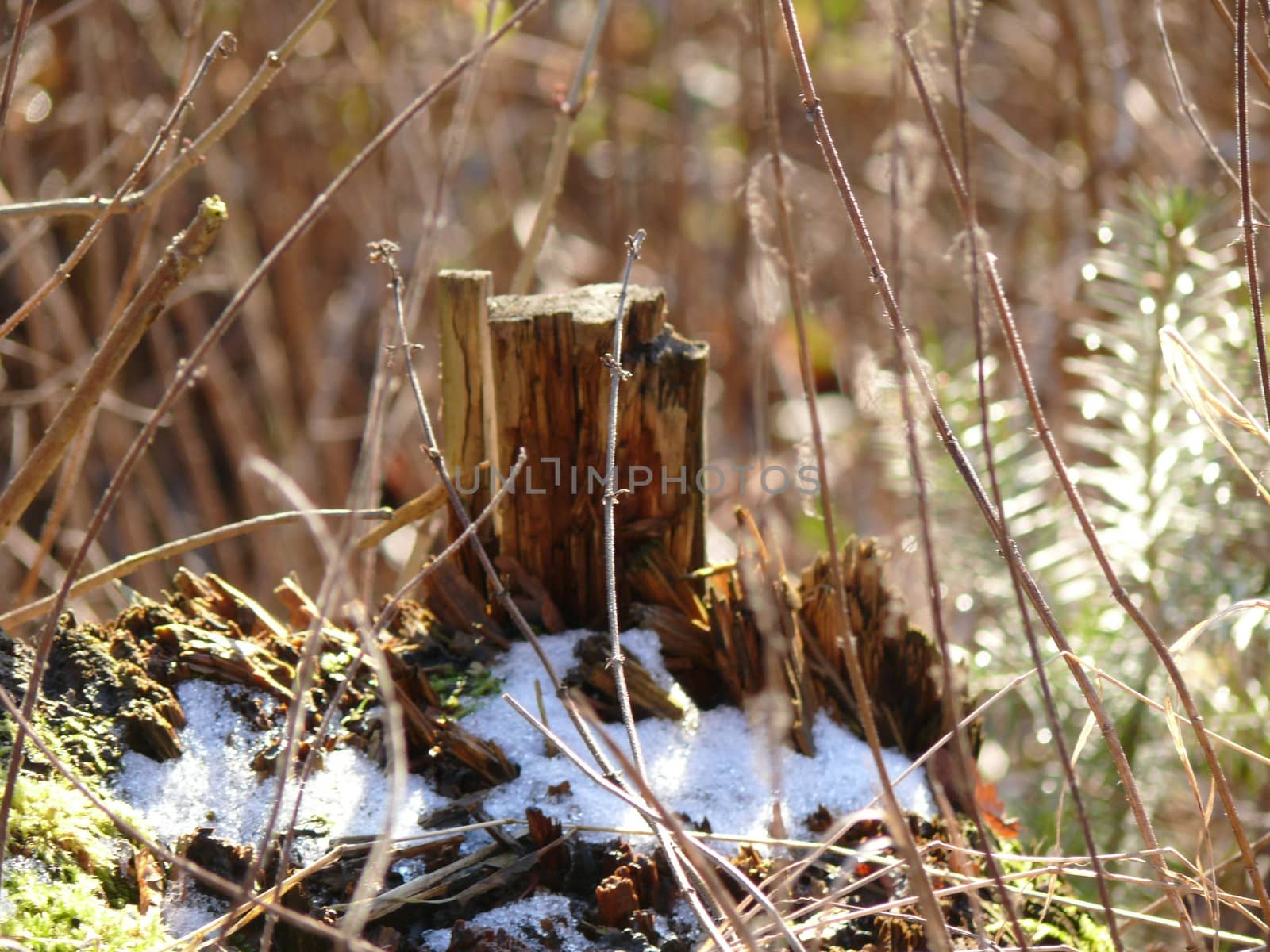 Macro Wood in Nature by neolee