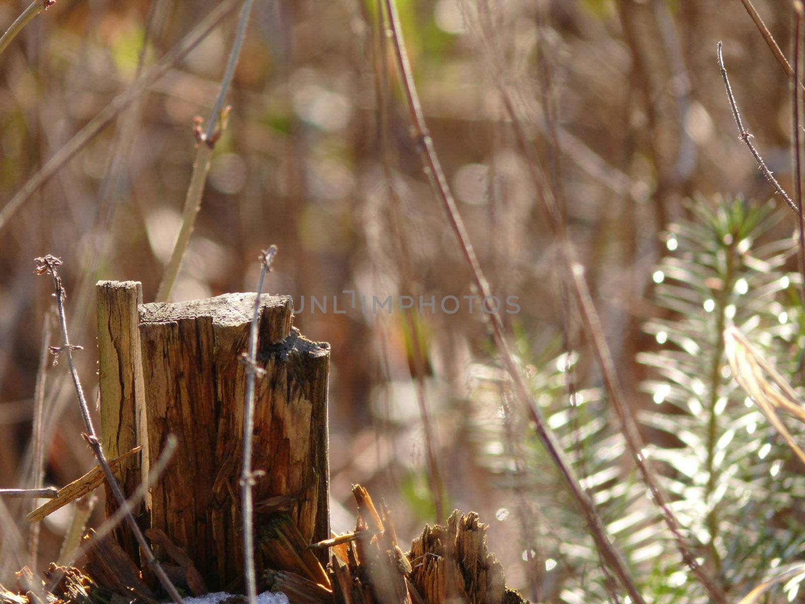 Macro Wood in Nature by neolee