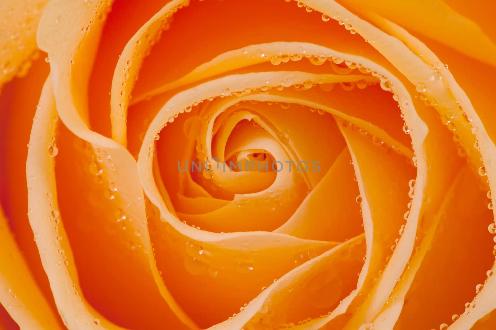 beautiful orange rose with water drops in closeup