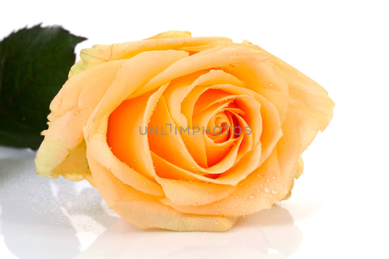 beautiful orange rose with water drops in closeup over white background