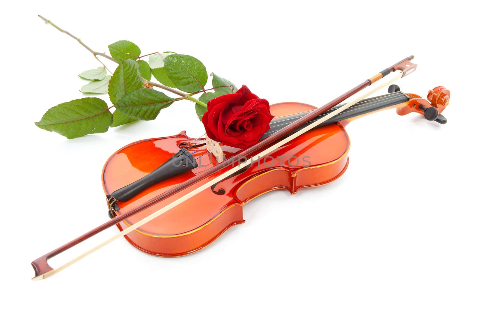 violin and red rose isolated on white background