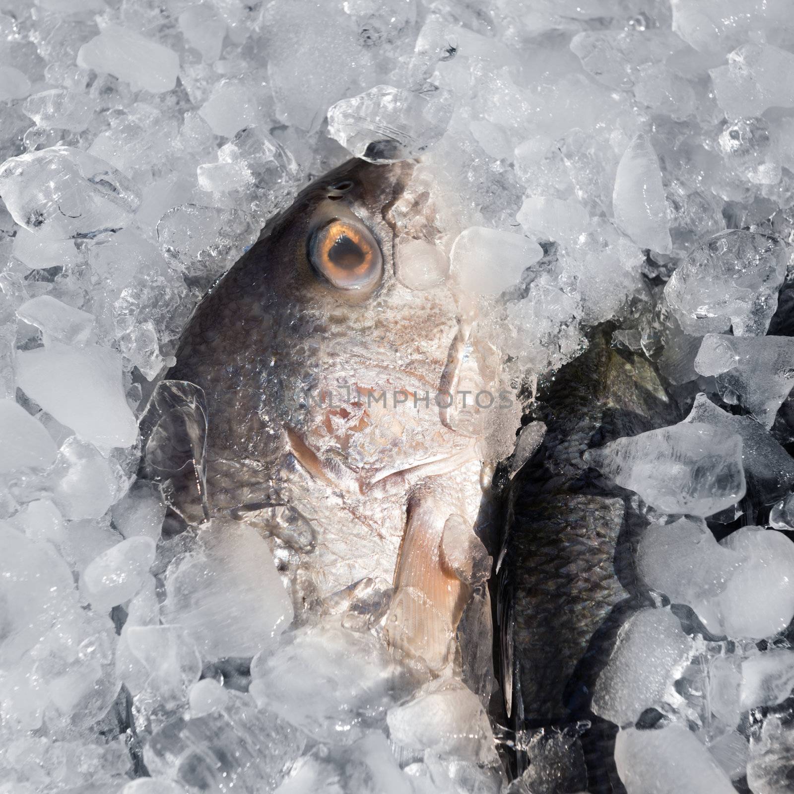 Fresh fish on ice for sale at restaurant