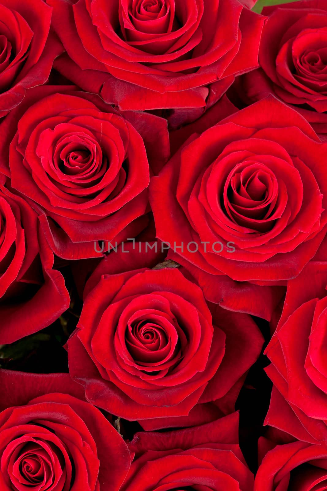 Background of red roses by sannie32