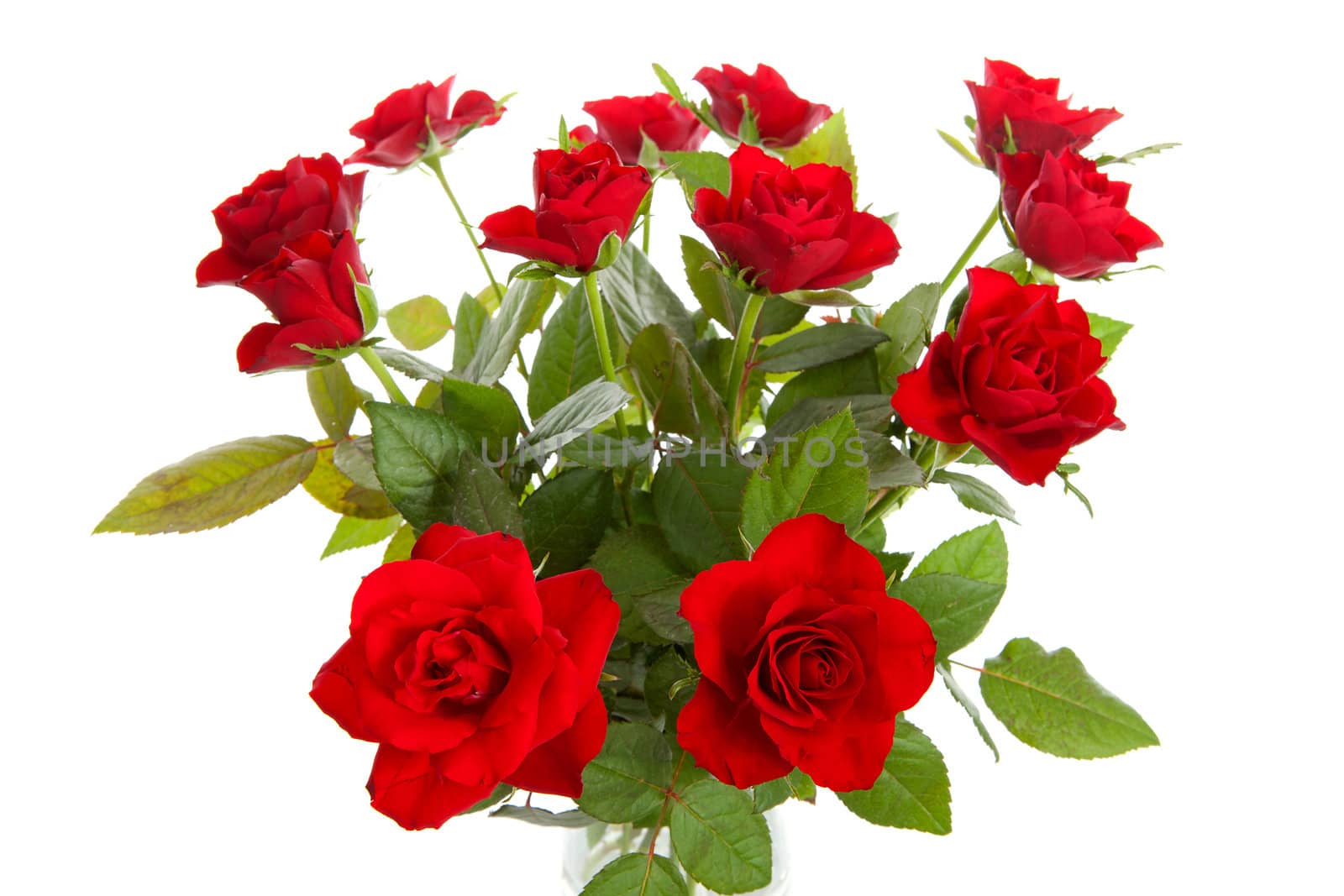 Bouquet of red roses in closeup over white background