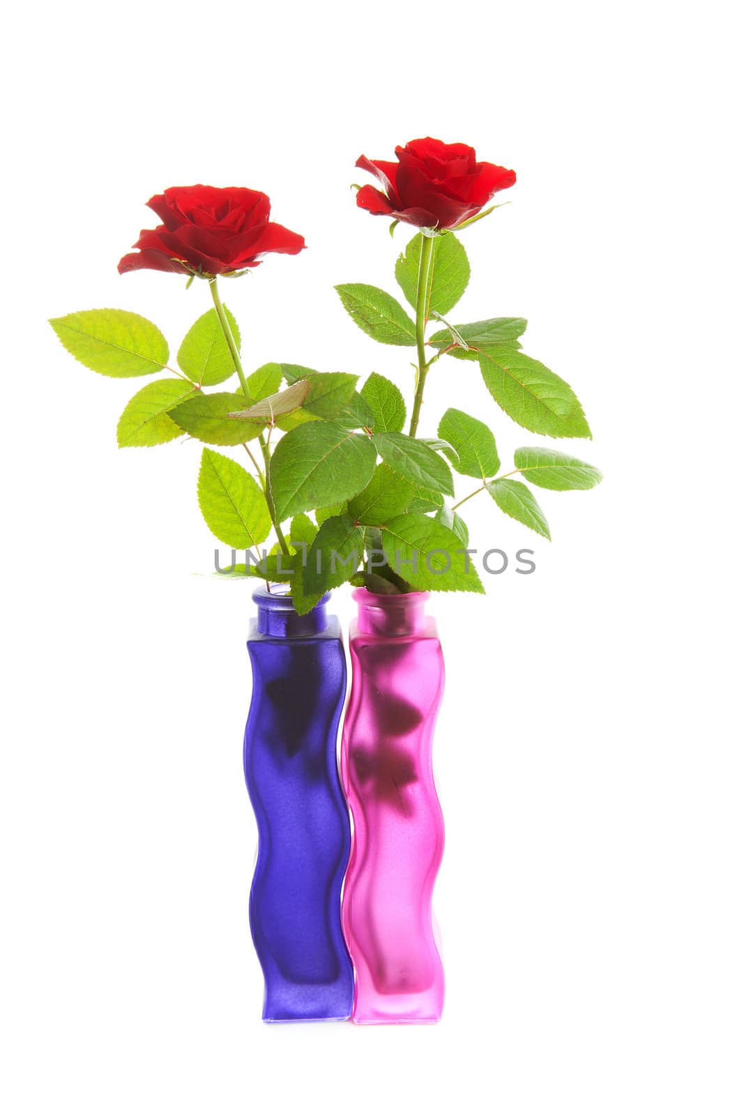 Two red roses in colorful vases over white background