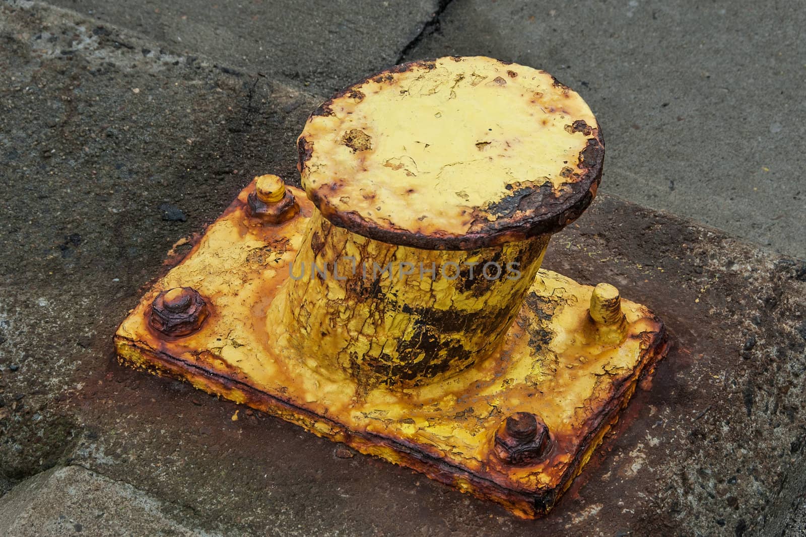 Yellow pollard in Hvide Sande