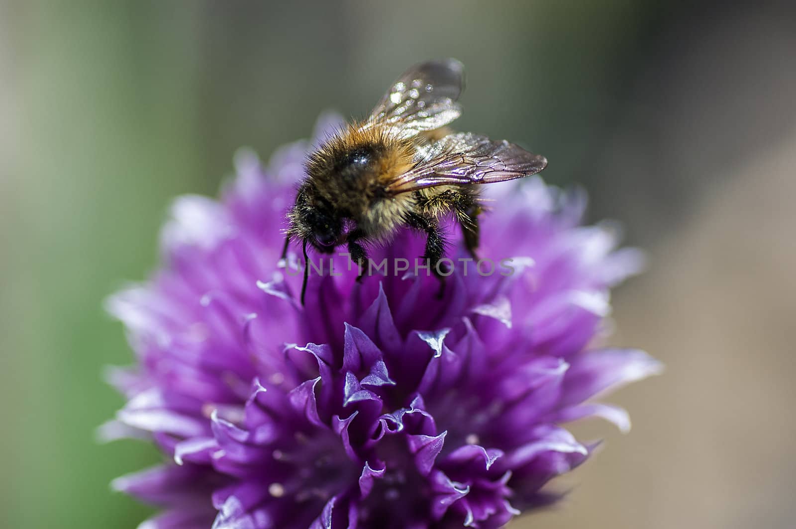 A bee sitting on the bloom of a treefoil
