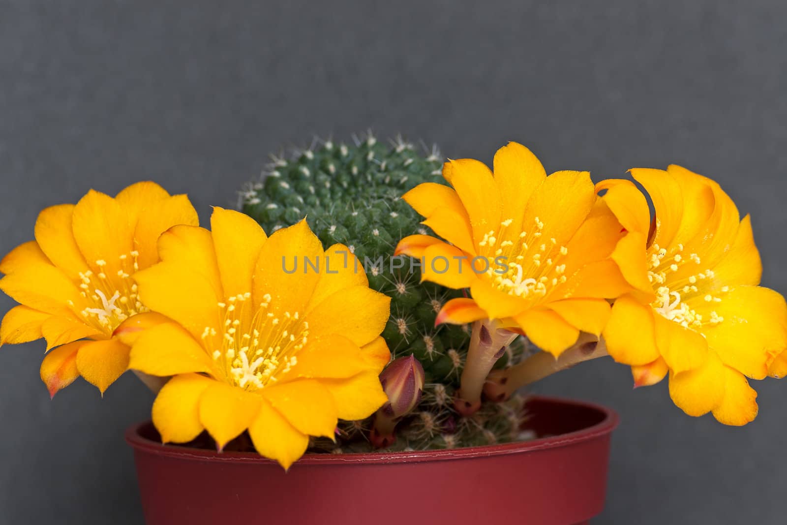 Cactus with flowers  on dark  background (Rebutia).Image with shallow depth of field.
