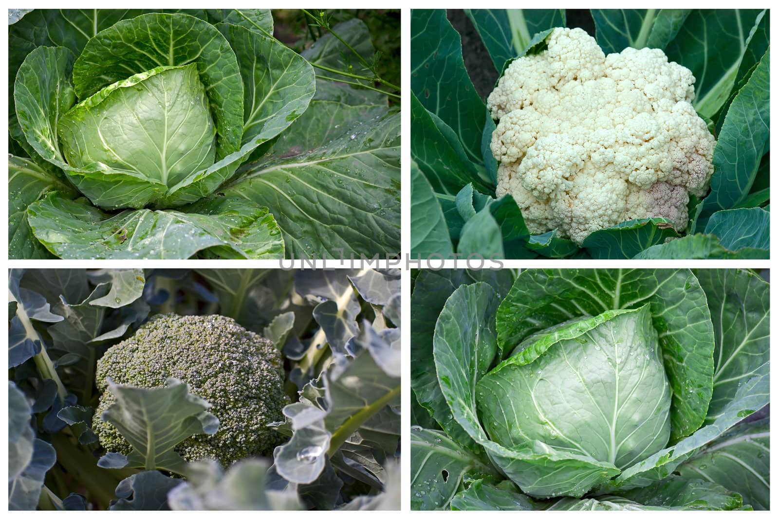 Collage of pictures of different species of cabbage close-up.