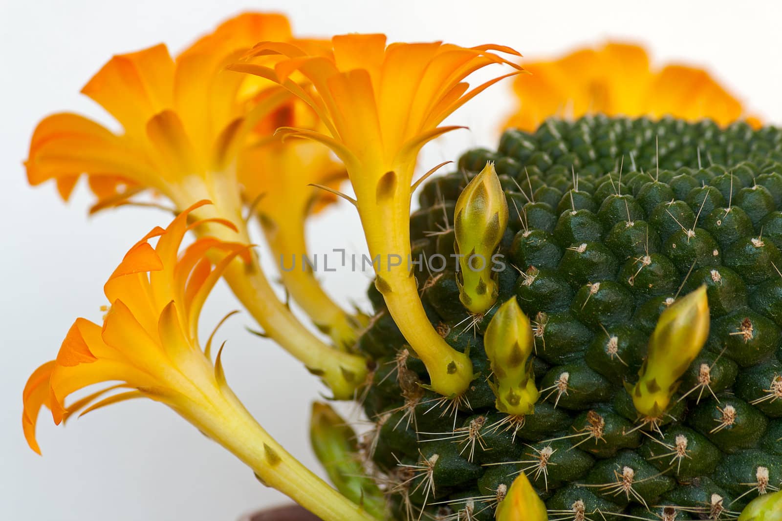 Cactus with flowers  on light  background (Rebutia).Image with shallow depth of field.