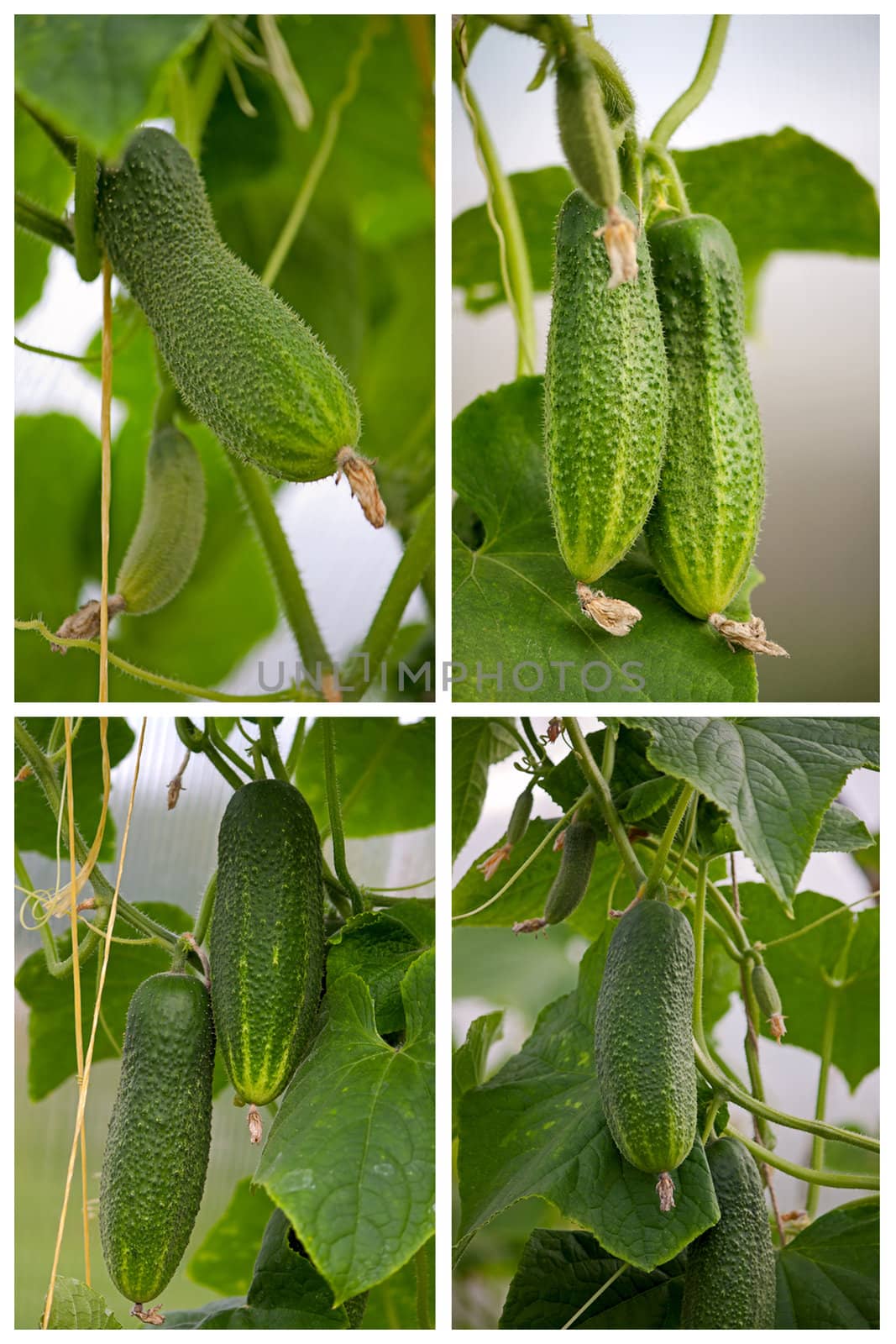 Cucumbers  close up on  branch against  background of leaves.