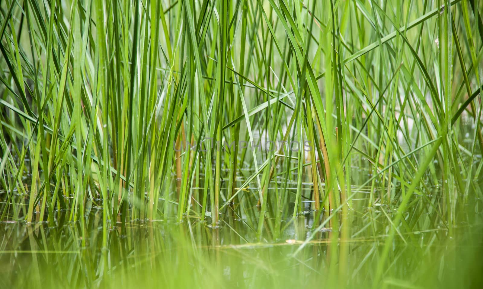 Grass in a pond in Germany
