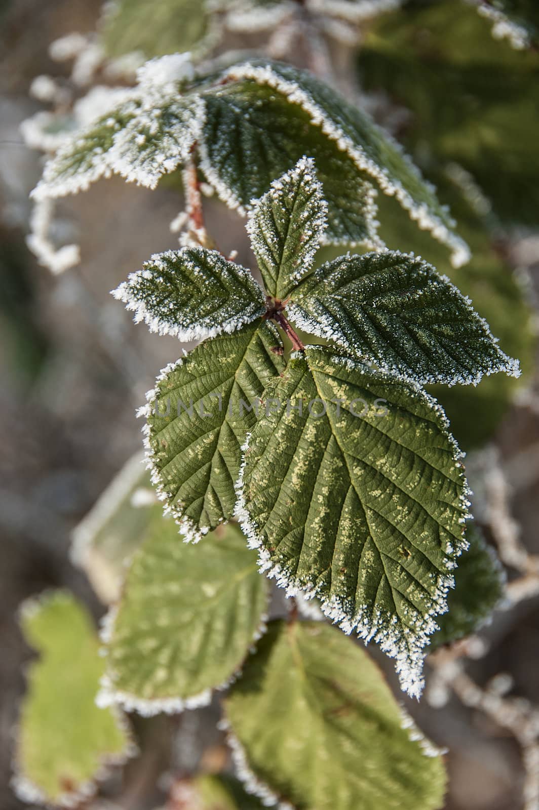 Blackberry leaves in winter after a frosty night