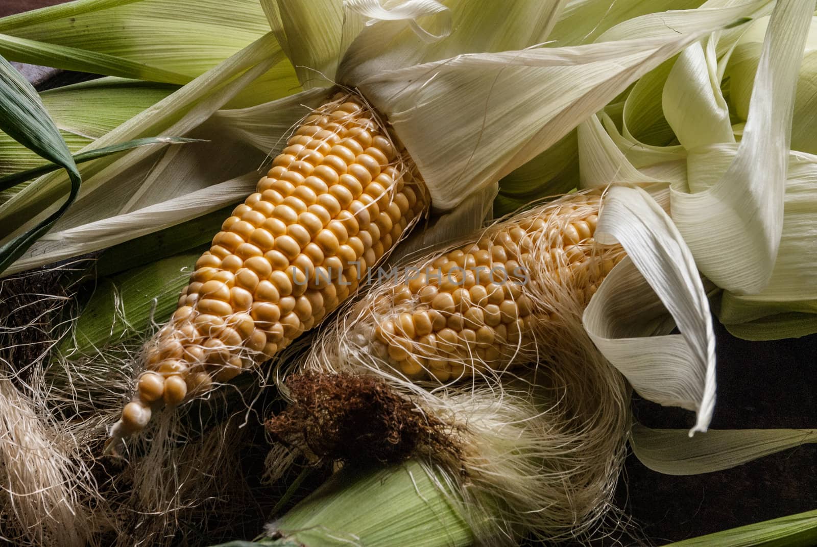 Still-Life corn cob with leaves