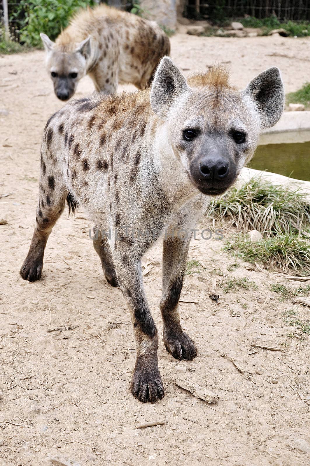 The spotted hyena also known as laughing hyena, is a carnivorous mammal.