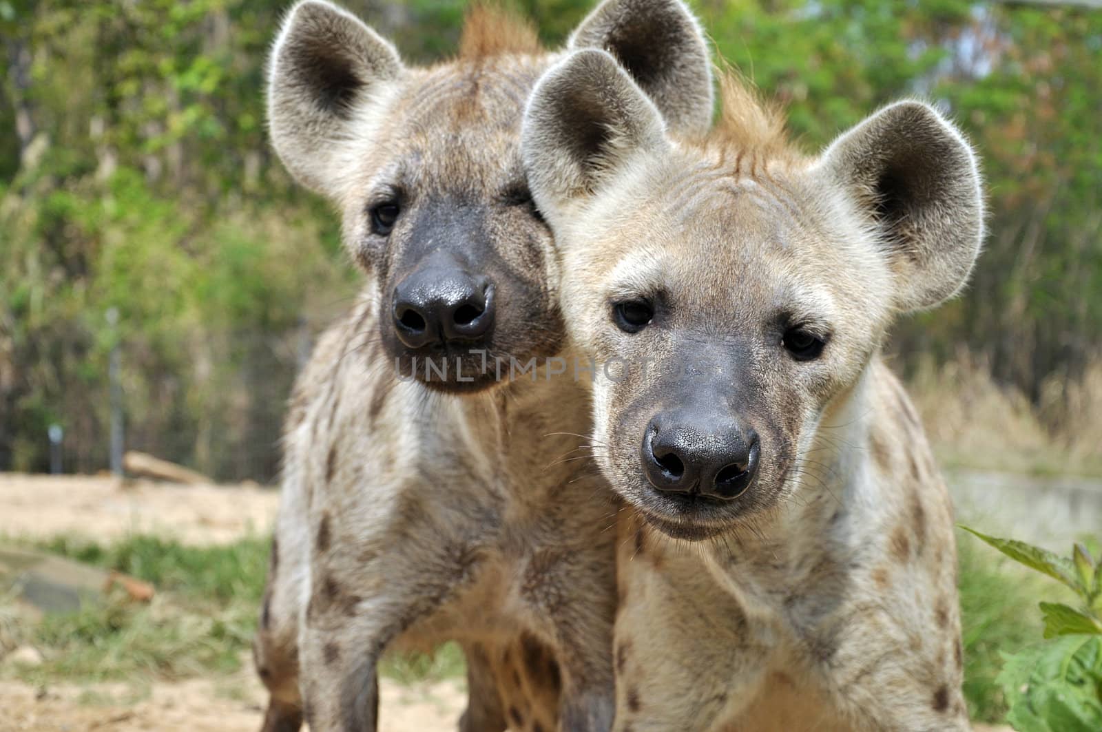 spotted hyena by MaZiKab