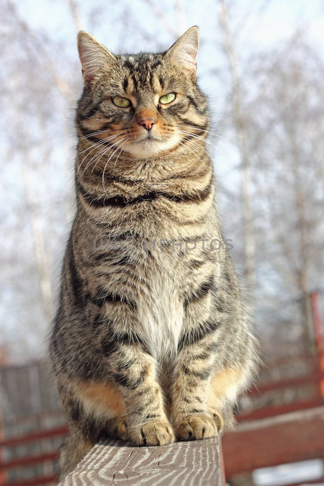 cat relaxing on a wooden fence in a cold day