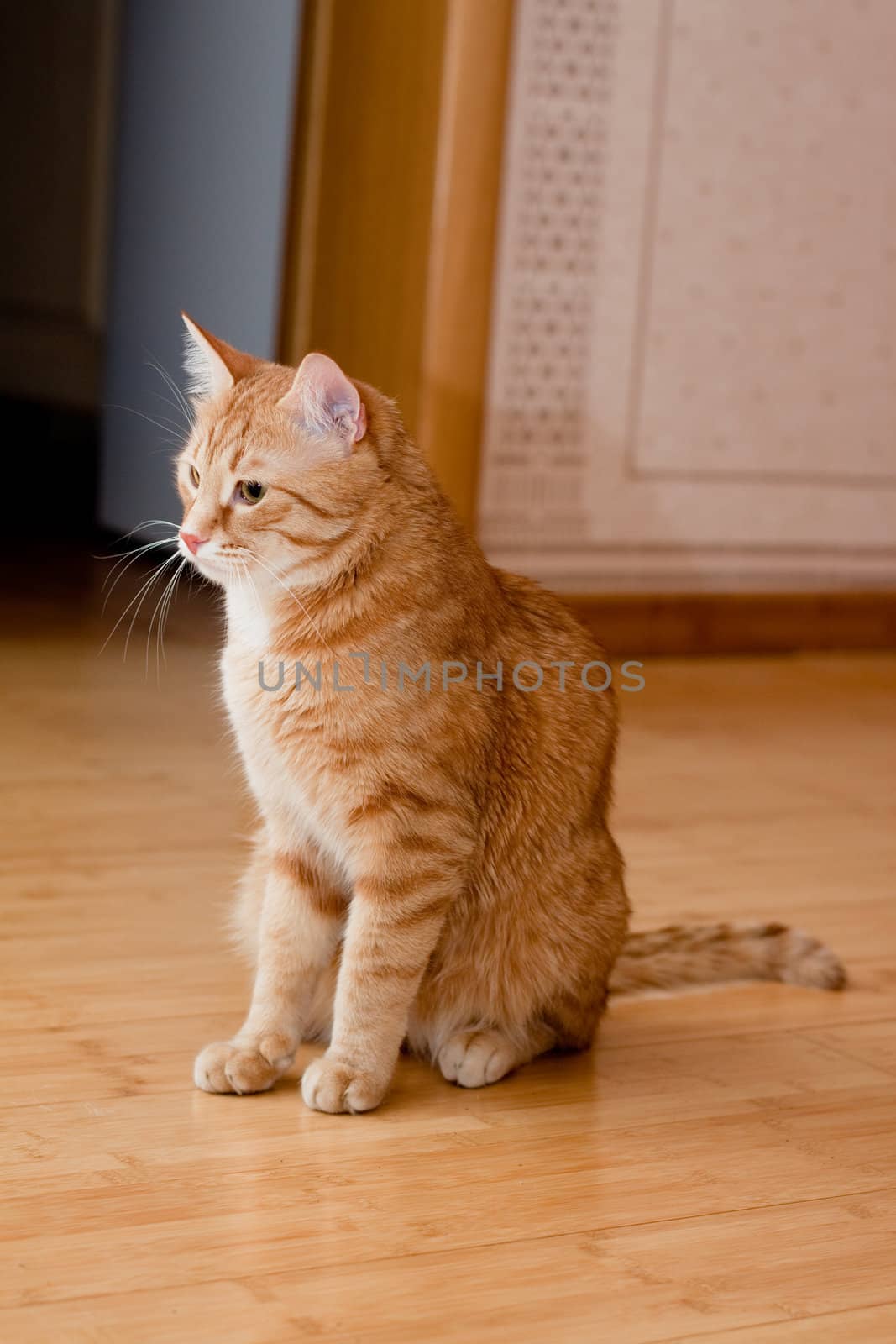 A young ginger tabby cat on the wooden floor
