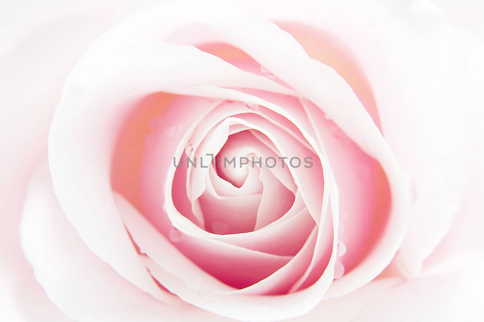 beautiful pink rose with water drops in closeup 
