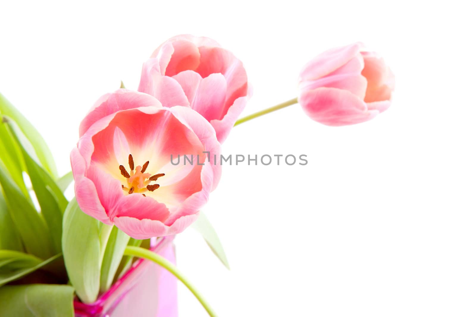Pink Dutch tulips isolated on white background