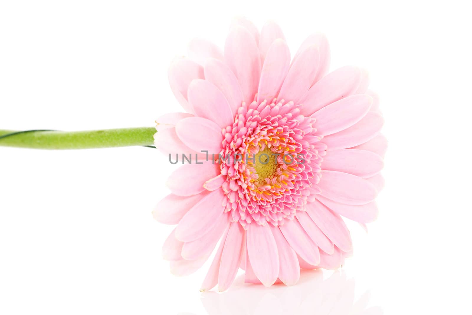 Beautiful pink gerber flower in closeup over white background