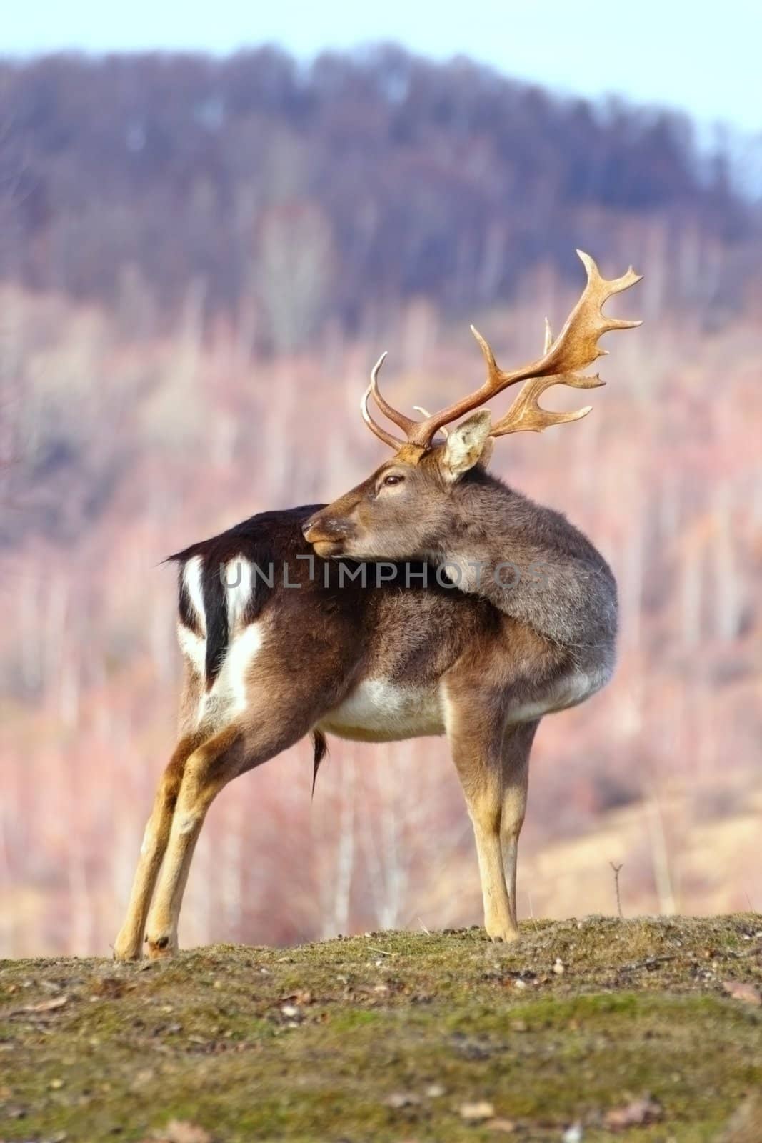 beautiful trophy fallow deer buck standing on the small grass in winter