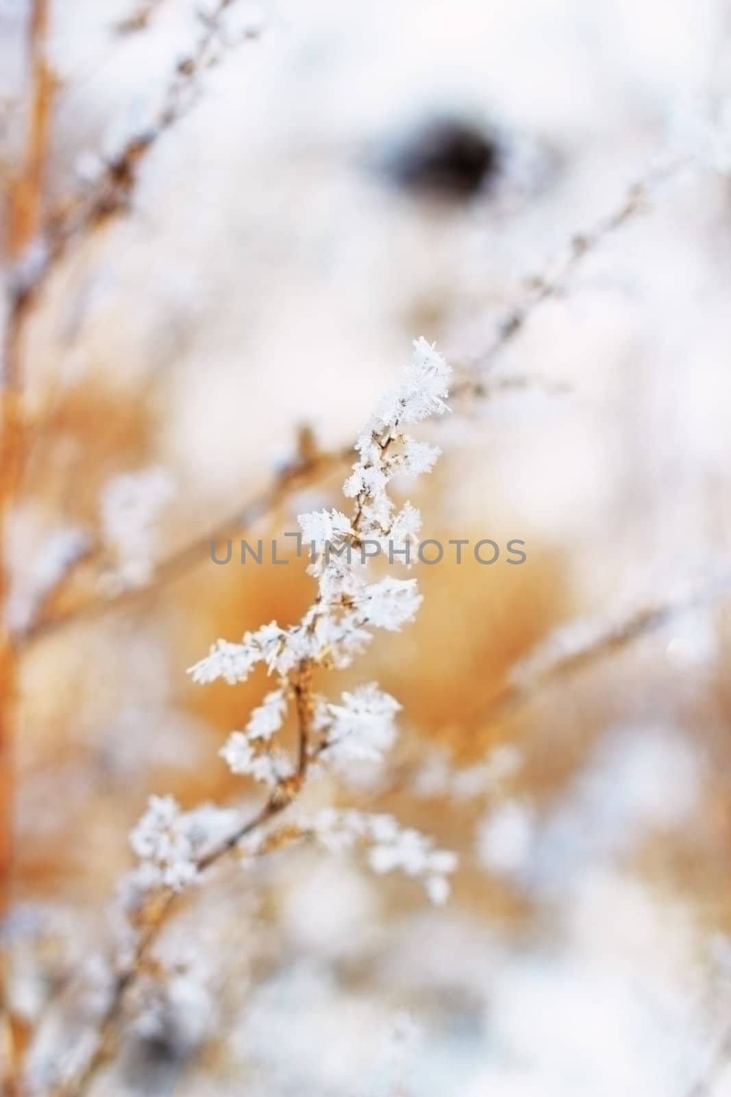 twig full of rime in winter - short dof and blurred background