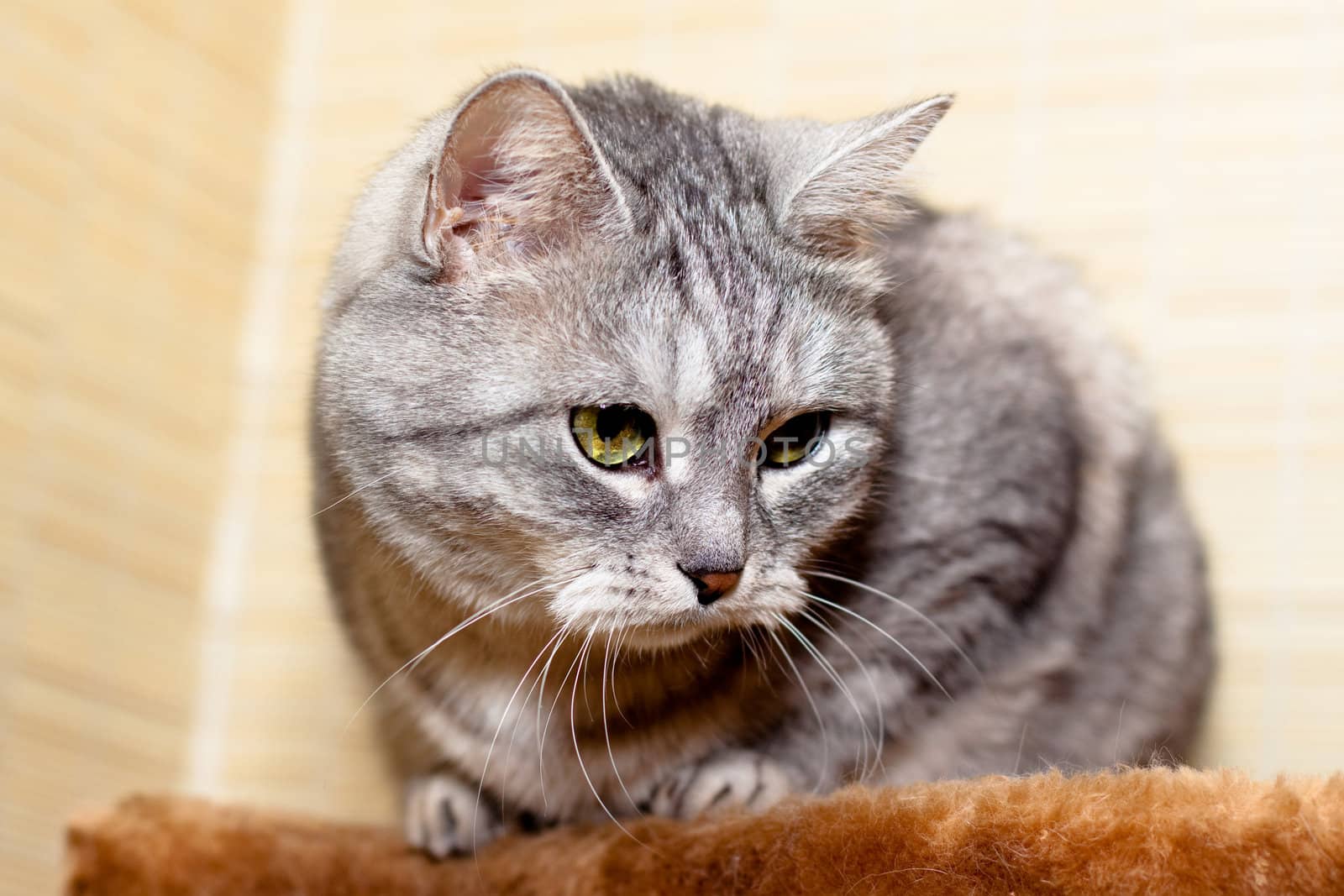 A sitting grey tabby cat
