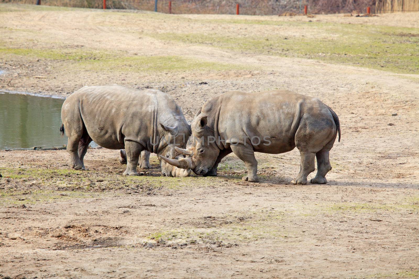 couple of rhinos fighting