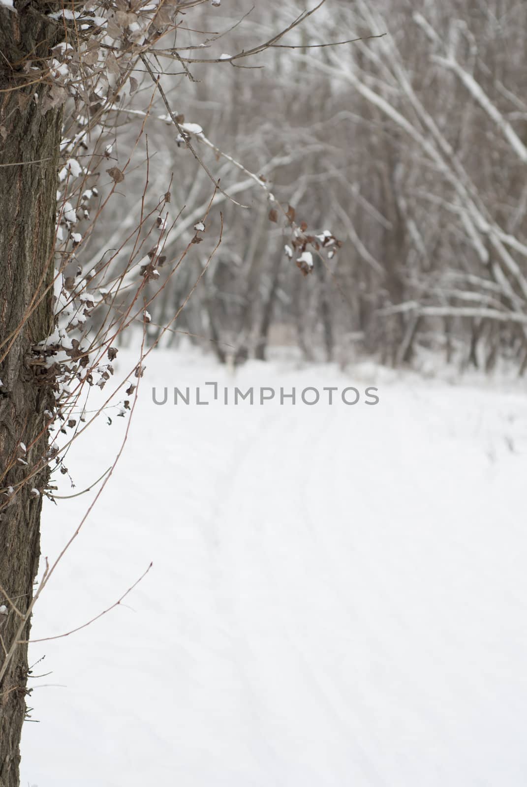 Snowy scene. Focus on tree. Copy space.