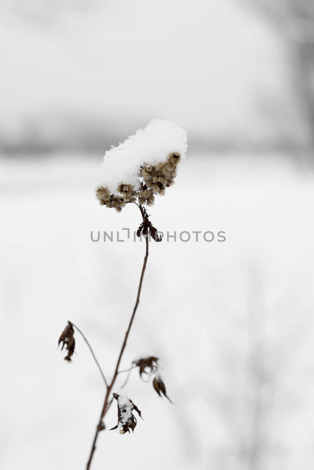 Snowey scene, snow covered plant. Copy Space.