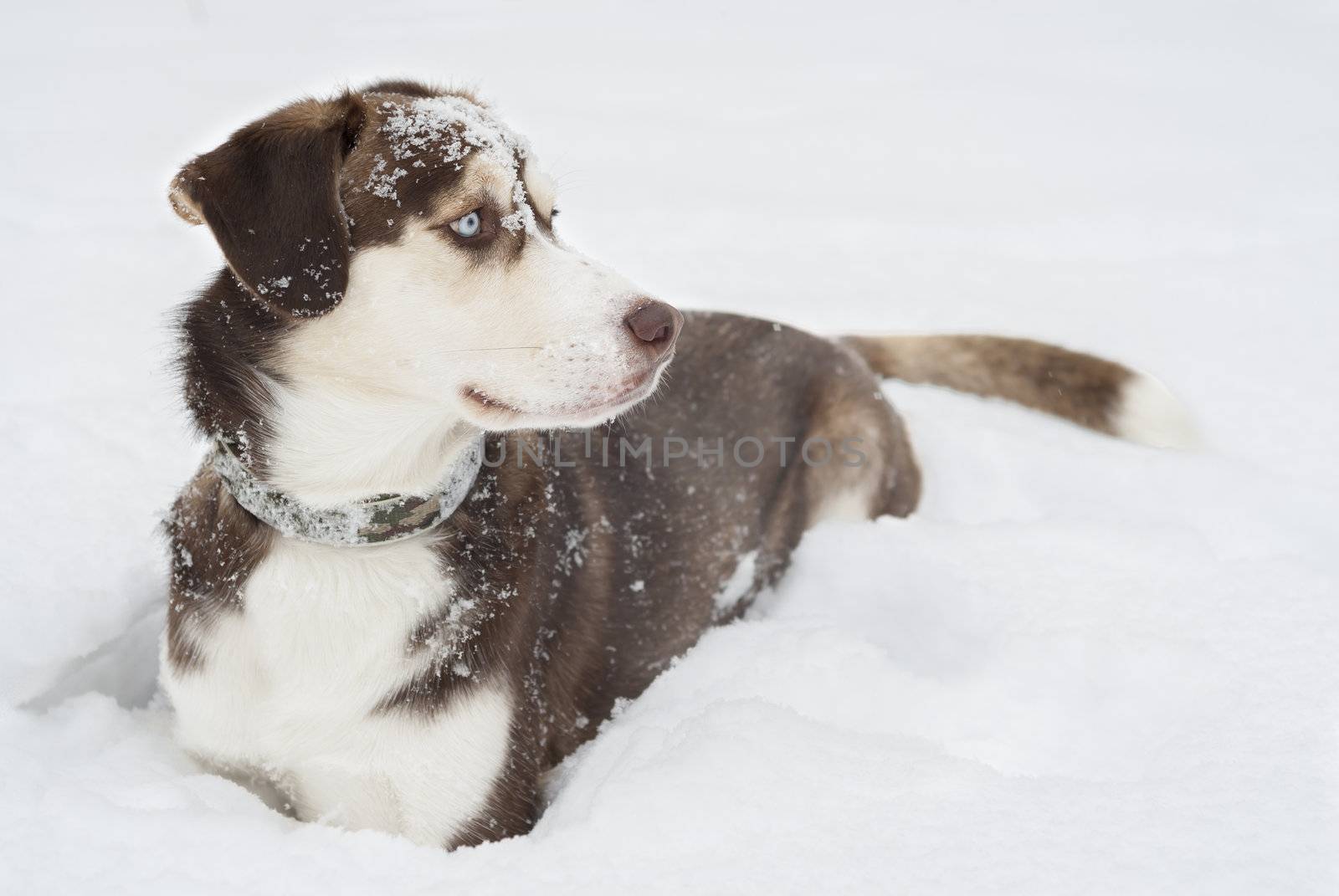 Husky dog laying in the snow. Focus on blue eyes.