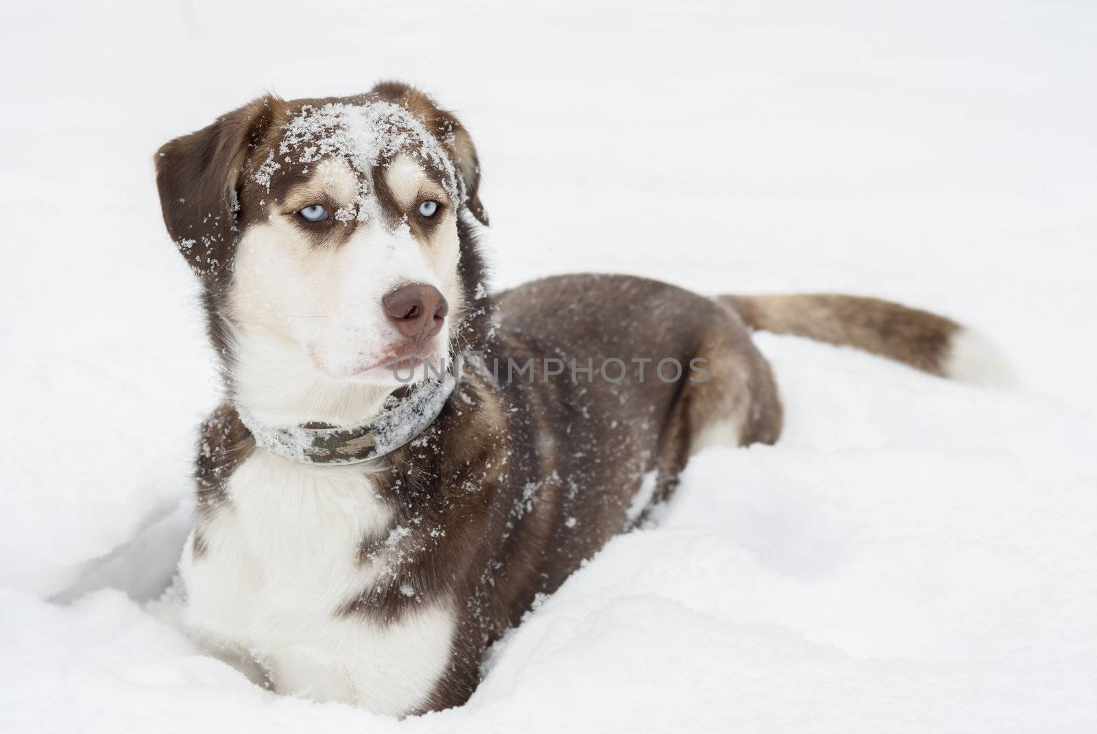 Husky dog laying in the snow. Focus on blue eyes.