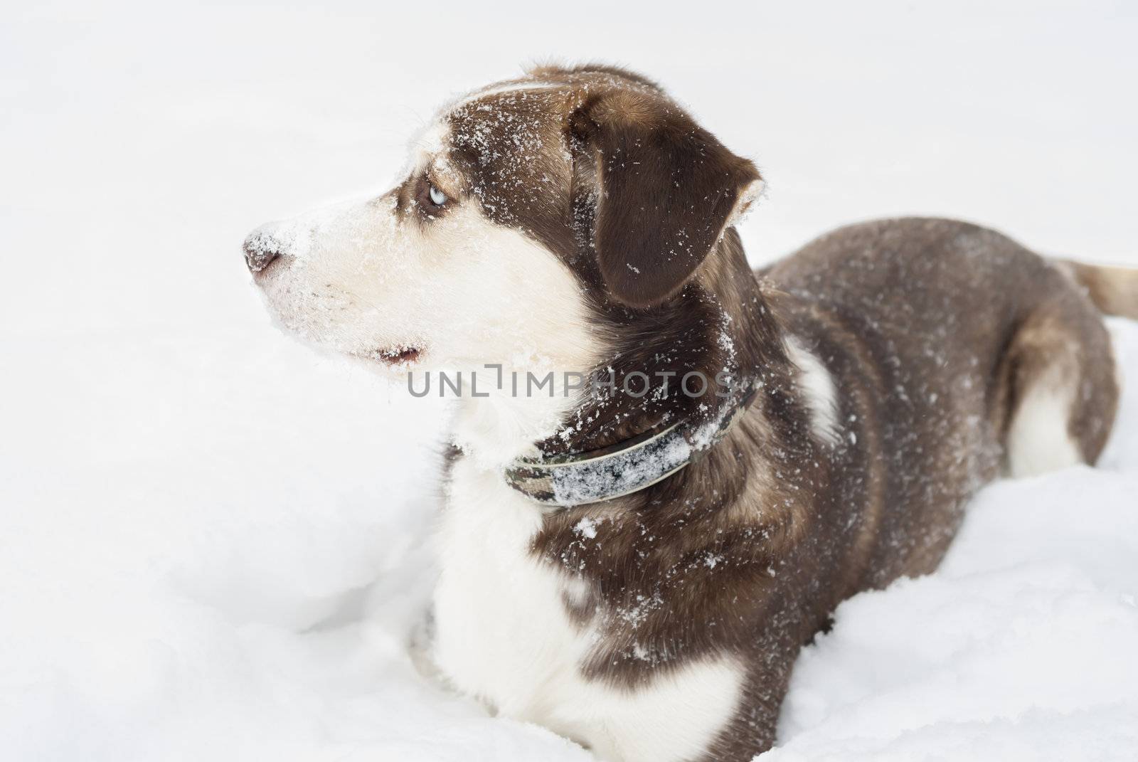 Husky dog laying in the snow. Focus on blue eyes.