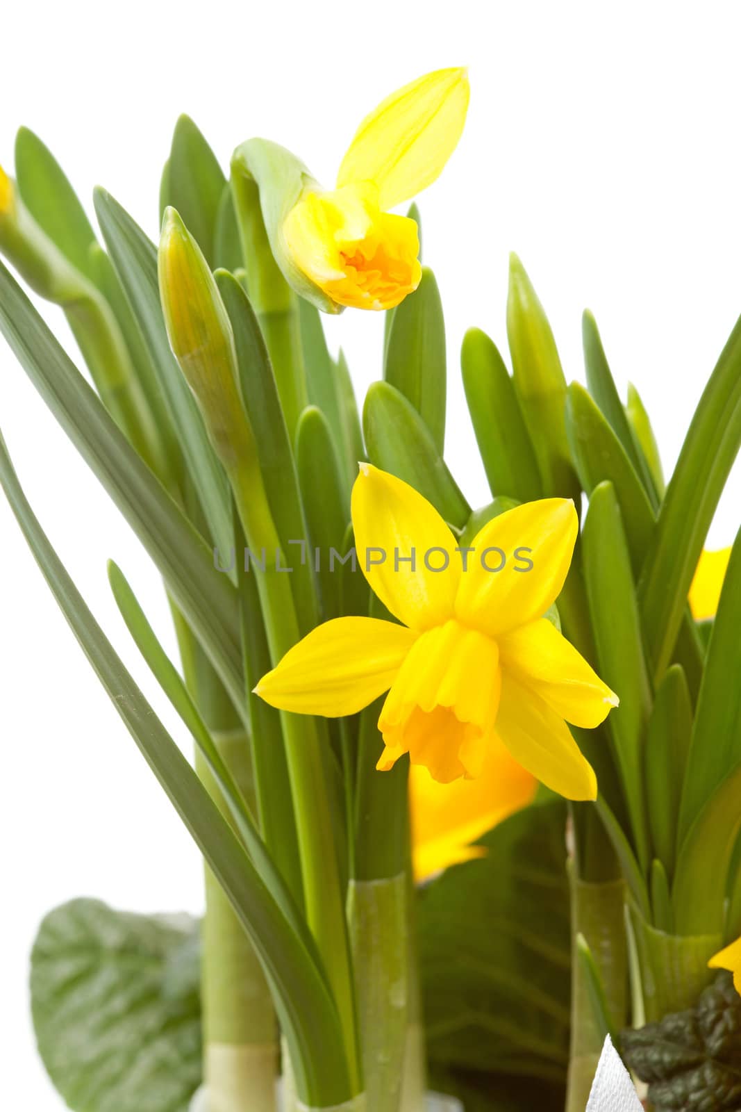 Yellow Daffodil flower in closeup over white background
