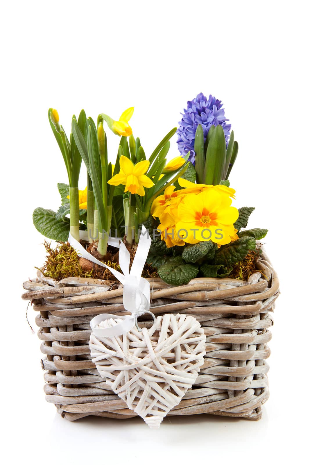 Basket spring flowers over white background