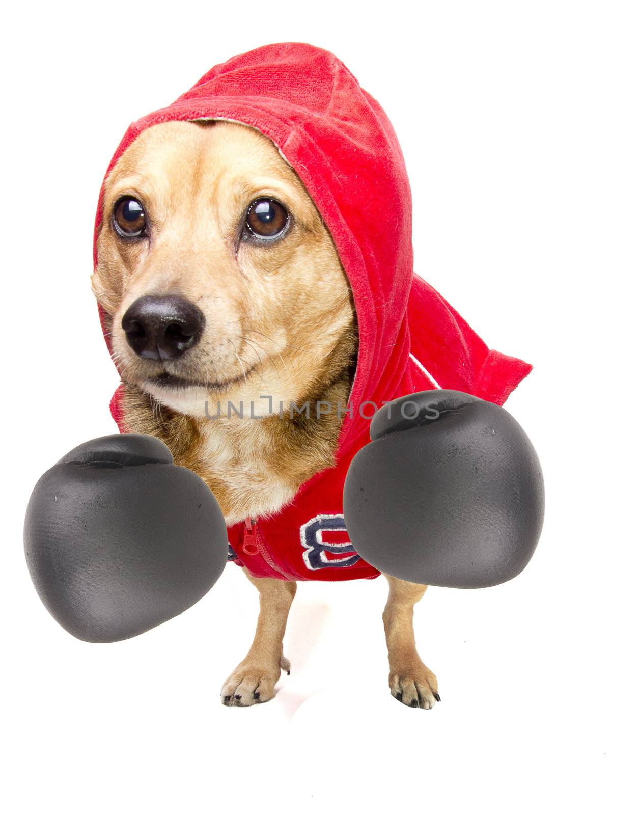 a cute dachshund fighter