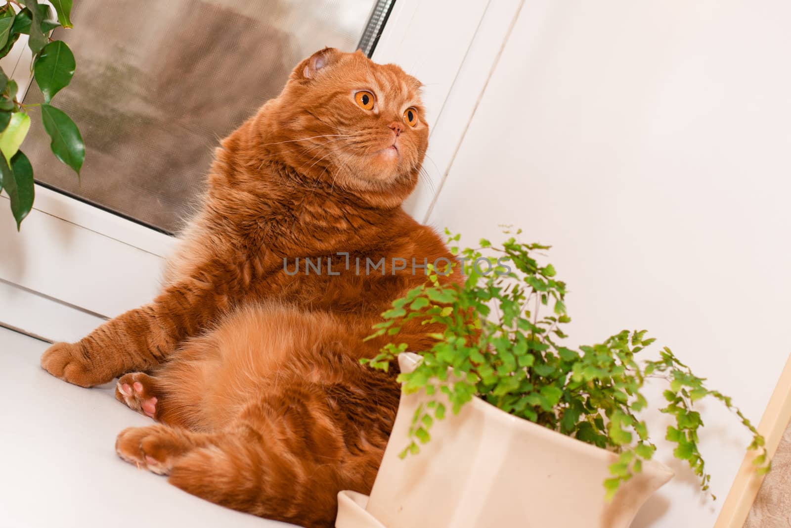 A scottish fold cat sitting on a windowsill between houseplants
