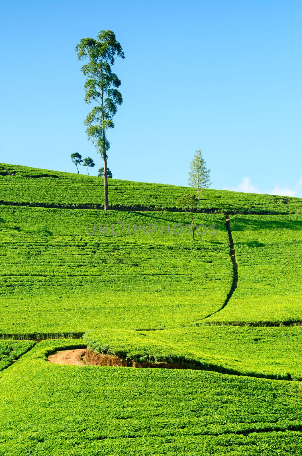 Tea field in Nuwara Eliya, Sri Lanka. Ceylon tea.