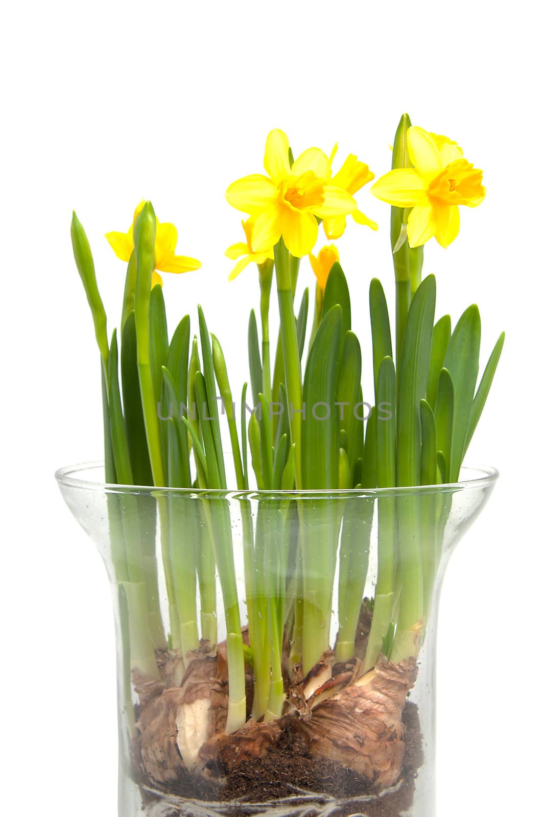 Yellow Daffodil flower in vase over white background