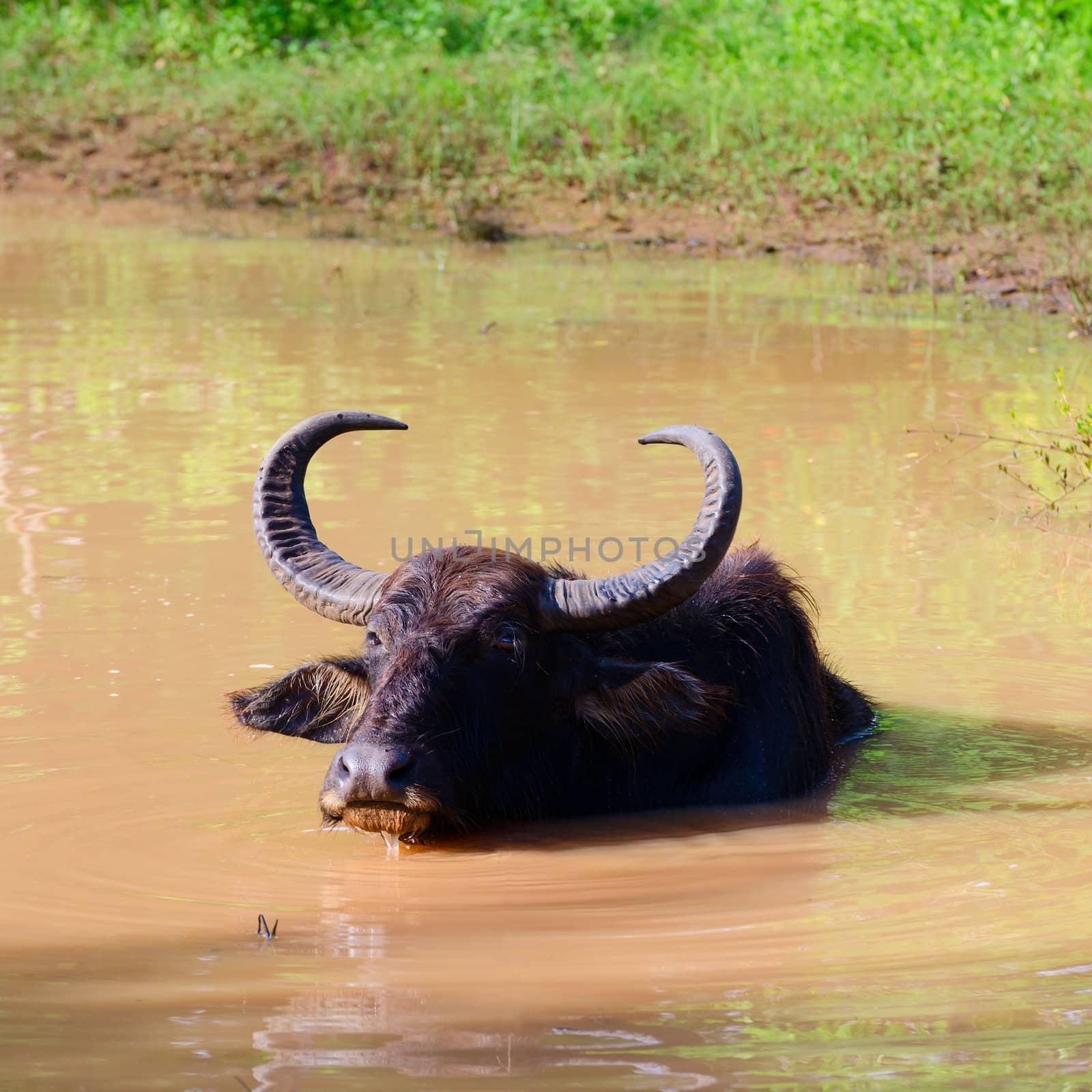 Water Buffalo (Bubalus bubalis) takes a bath in mud water, Sri Lanka