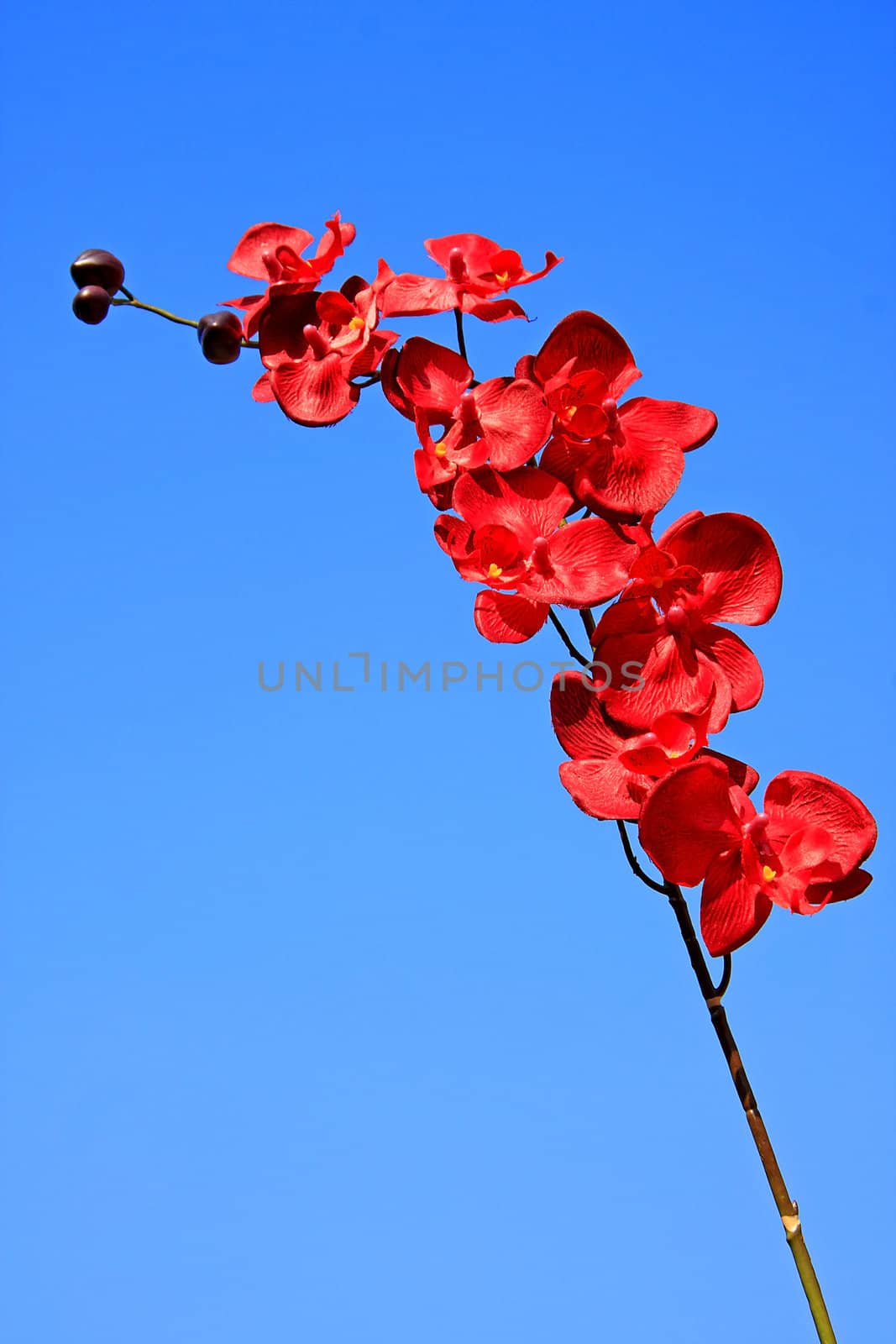 red orchid isolated on blue sunny sky