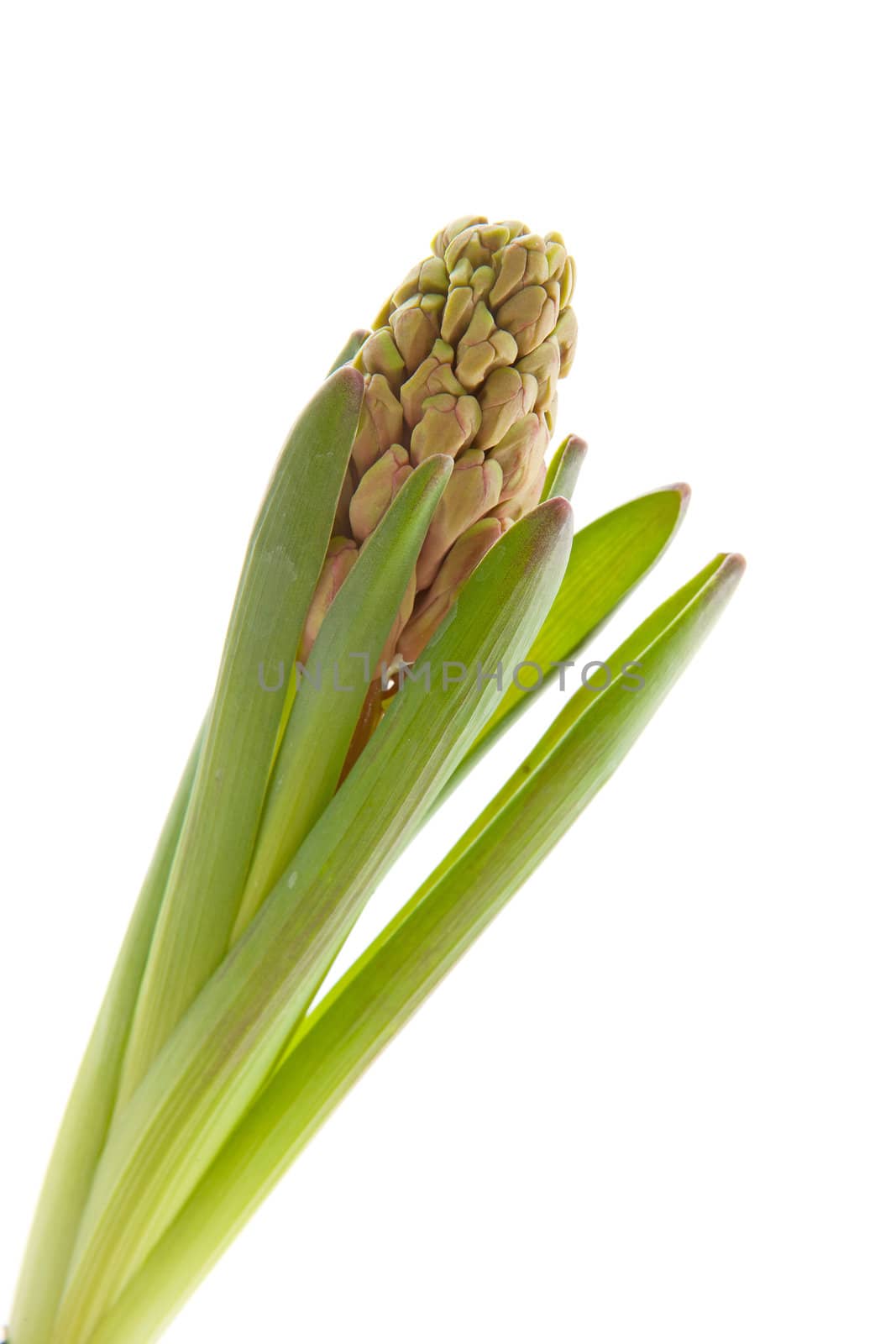  hyacinthus flower in closeup over white background