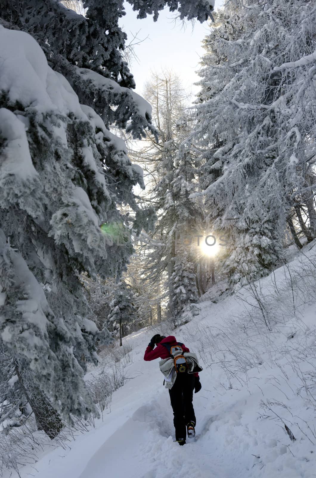 Young girl hiking through freshly snowed forest.